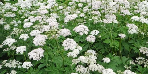 Guska trava: opis, gdje raste, korisna svojstva